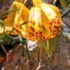 Humboldt Tiger Lily